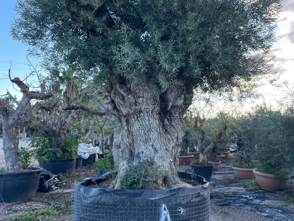 Mature specimen olive tree sourced by Kayie Plants