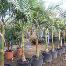 Nursery operations