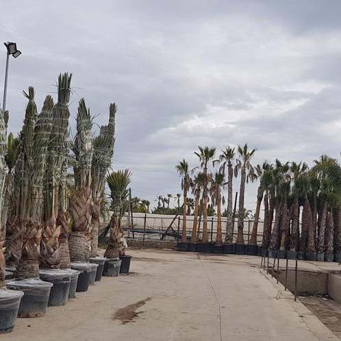 Nursery operations
