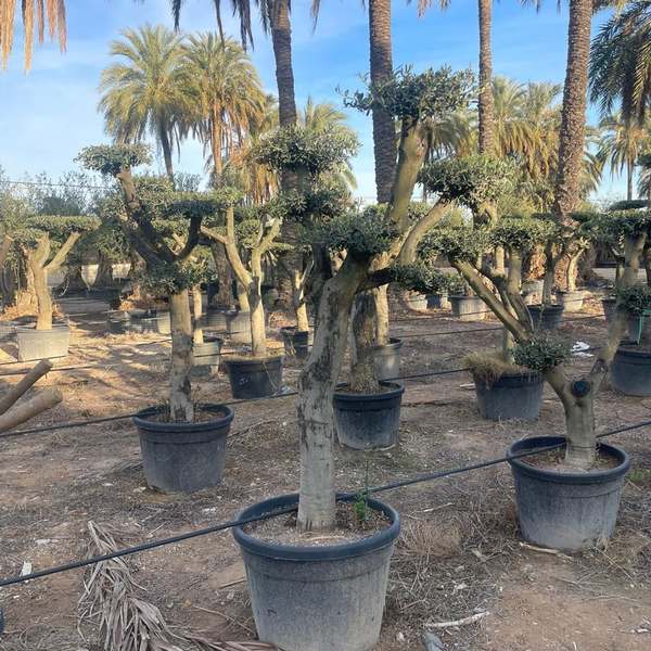 Nursery operations