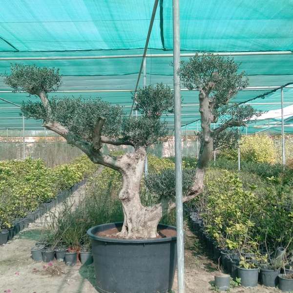 Nursery operations