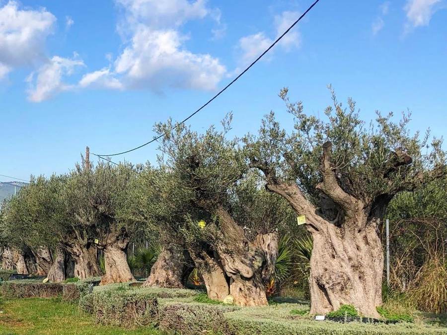 Mature olive grove sourced by Kayie Plants
