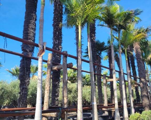 Palm landscaping for luxury villas, Markovo Island