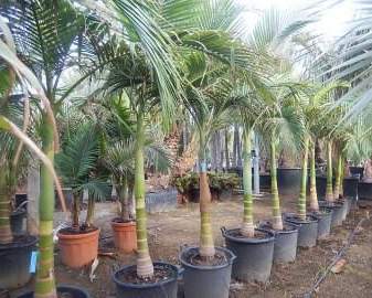 Municipal landscape supply for Ajman Municipality