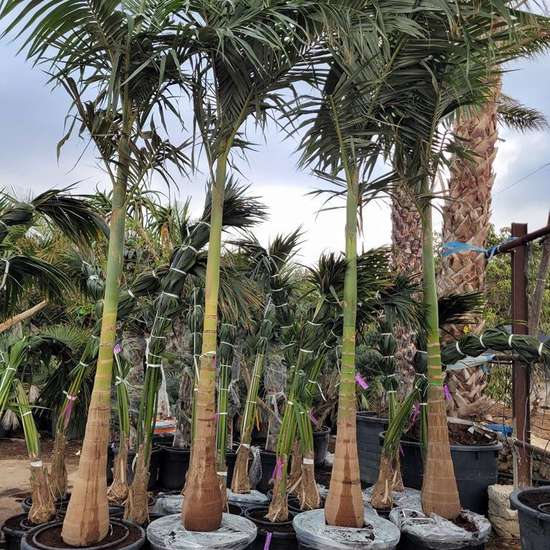 Palm tree nursery row