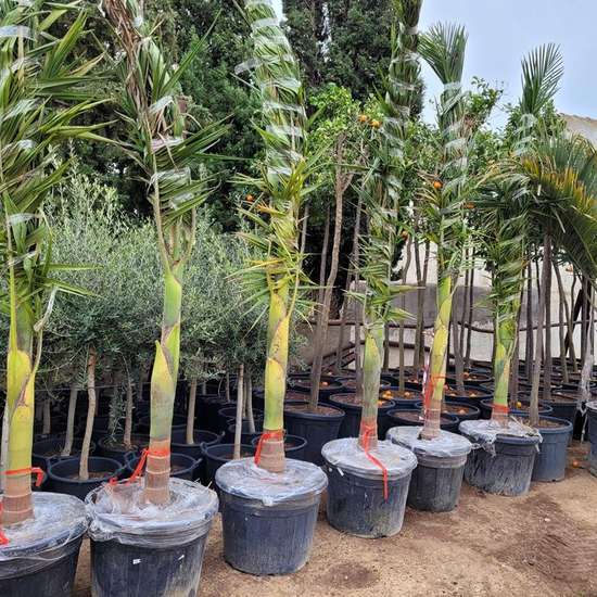 Palm tree nursery row