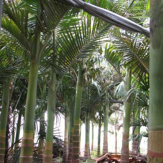 Palm tree nursery row