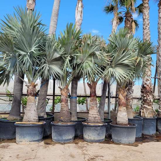 Palm tree nursery row