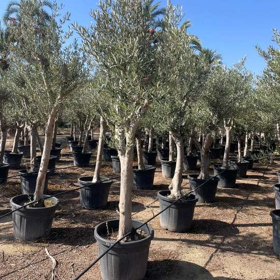 Mature specimen olive tree