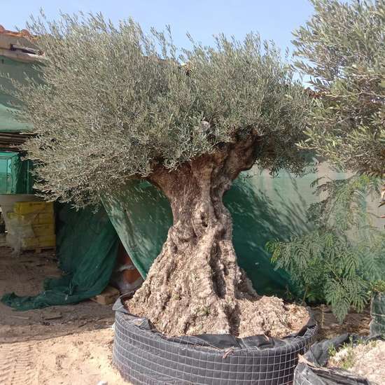 Mature specimen olive tree