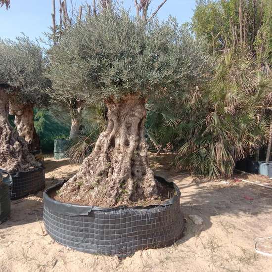 Mature specimen olive tree