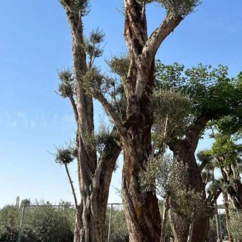 Mature specimen olive tree