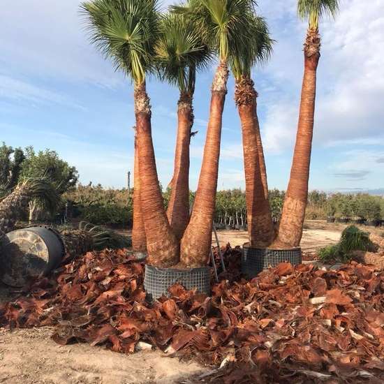 Nursery sourcing yard