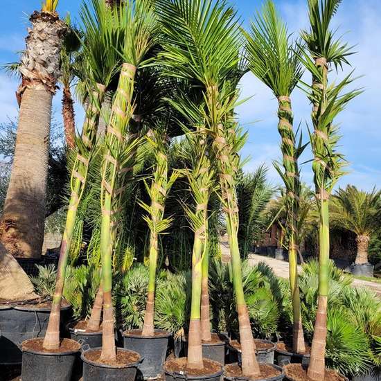 Nursery sourcing yard