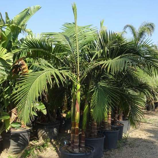 Nursery sourcing yard