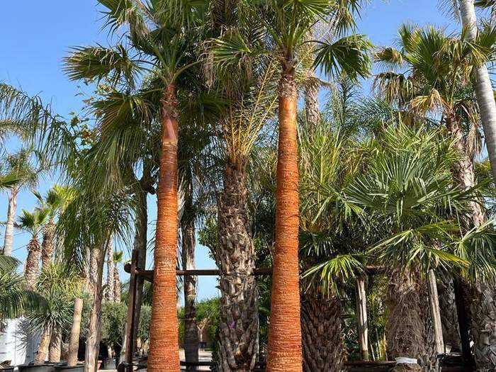 Palm avenue landscaping