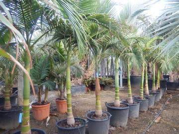 Nursery sourcing yard