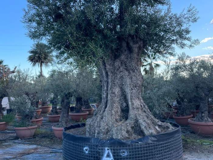 Premium specimen olive tree