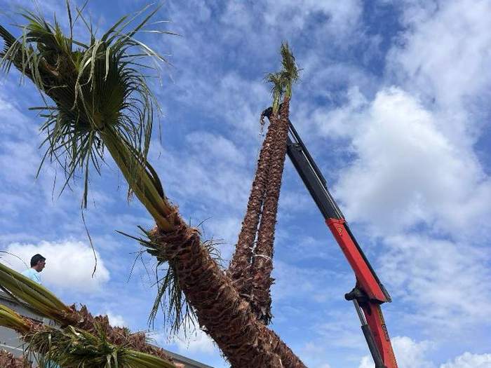 Mature palm delivery and installation