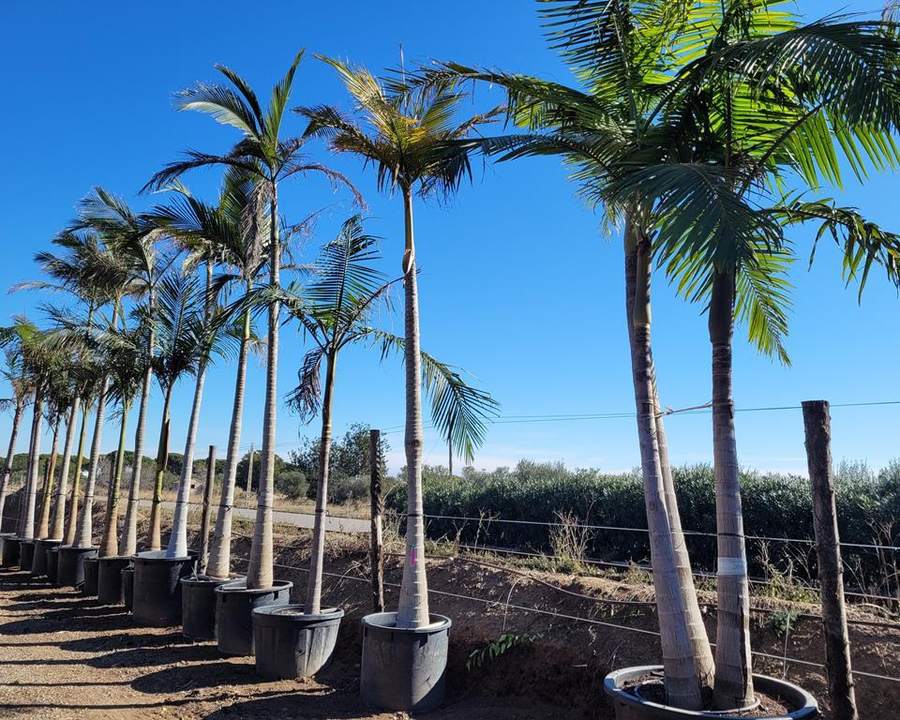 Mass fulfilment of palm trees at Kayie Plants nursery